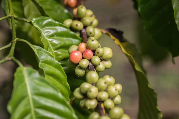 Chicchi di caffè sull'albero nella provincia di Ranong, Thailandia — Foto Stock