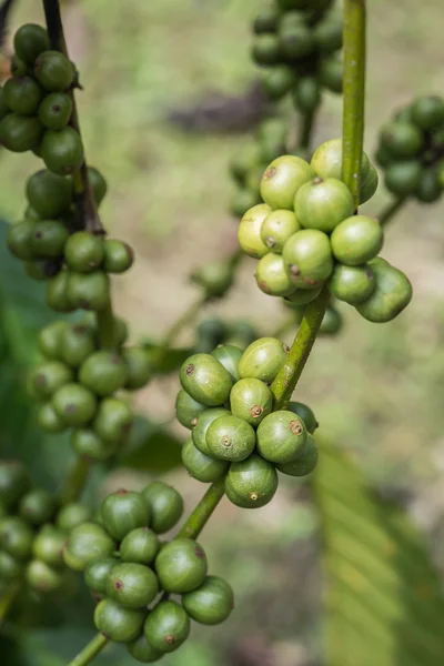 Chicchi di caffè sull'albero nella provincia di Ranong, Thailandia — Foto Stock