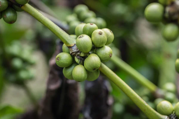 Chicchi di caffè sull'albero nella provincia di Ranong, Thailandia — Foto Stock