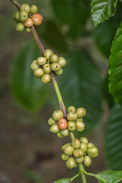 Coffee beans on tree in Ranong province, Thailand — Stock Photo, Image