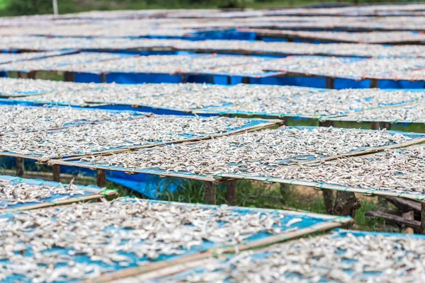 Small salted fish dried under the sun — Stock Photo, Image