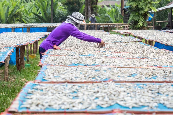 Men are turning to fish that are dried in the sun. — Stock Photo, Image