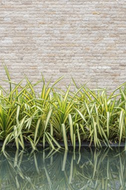 Güzel yeşil dekoratif bitki ve Traverten taş duvar