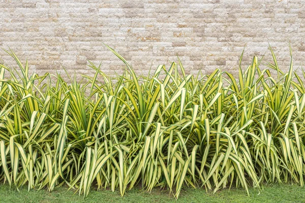 Beautiful green decorative plant and travertine stone wall