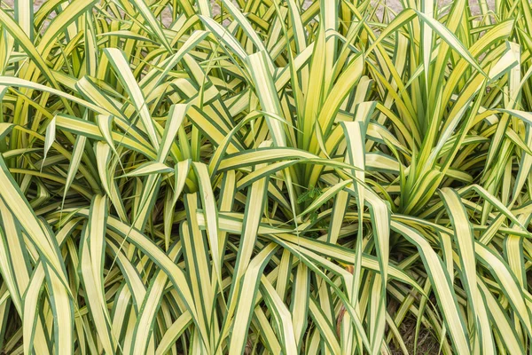 Beautiful green decorative plant and travertine stone wall — Stock Photo, Image