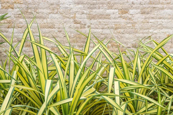 Hermosa planta decorativa verde y pared de piedra travertino — Foto de Stock