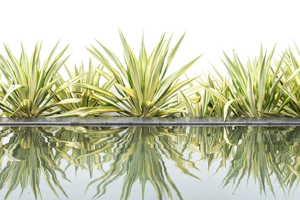 Green agave decorative plant beside of water pond on white — Stock Photo, Image