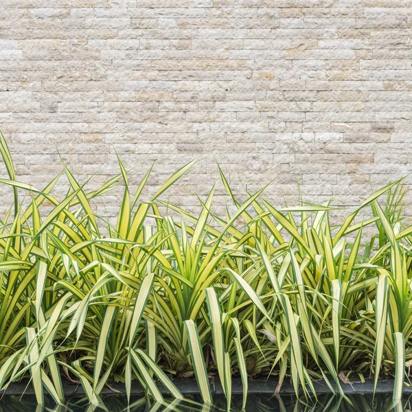 美しいの緑の装飾的な植物とトラバーチン石壁 — ストック写真