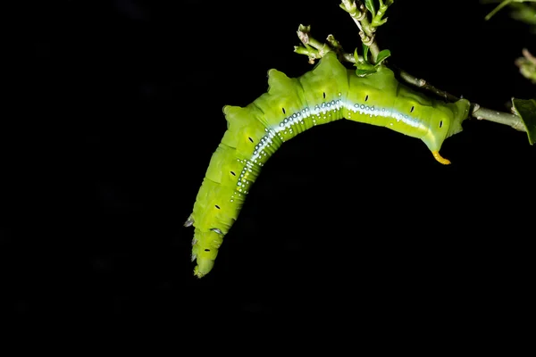 Makro zelená červ na větev stromu, izolované na černém — Stock fotografie