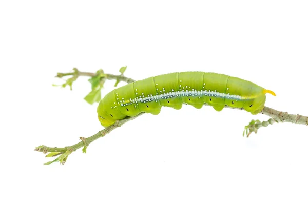 Macro groene worm op de vertakking van de beslissingsstructuur geïsoleerd op wit — Stockfoto