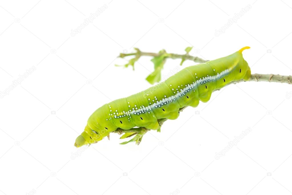 Macro green worm on the tree branch isolated on white 
