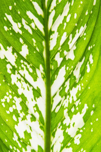 variegated leaf texture. Skeleton leaf and sunlight wallpaper.