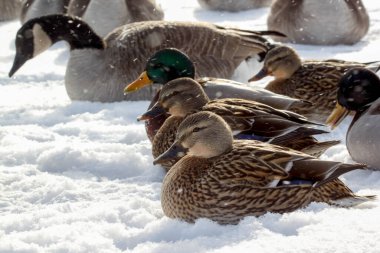 Karlı bir günde, Minnesota, Fergus Şelalesi 'nde karda ördek ve kaz oturuyor..