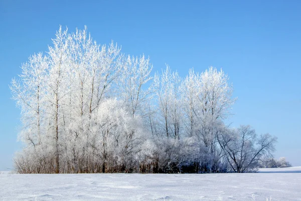 Frosty Winter Day Rural Minnesota Usa Árboles Cubiertos Heladas — Foto de Stock