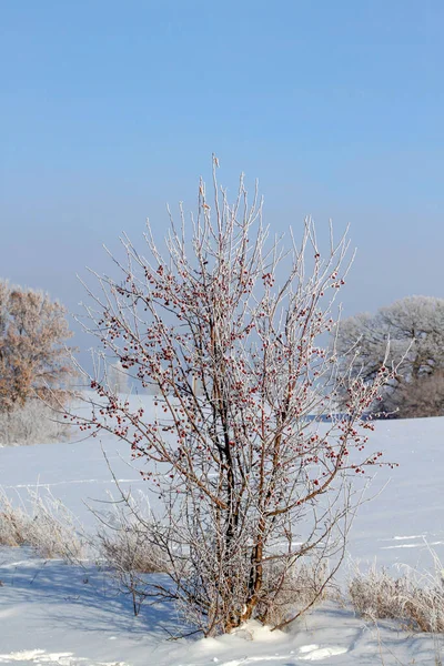 Frosty Winter Day Rural Minnesota Usa Árboles Cubiertos Heladas — Foto de Stock