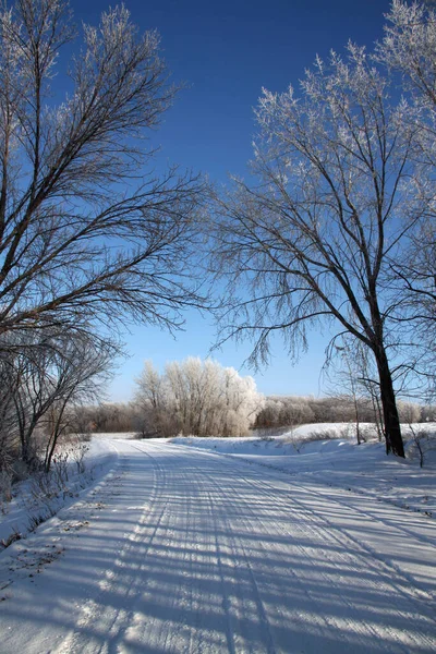 Frosty Winter Day Rural Minnesota Usa Árboles Cubiertos Heladas — Foto de Stock