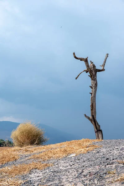 İsrail 'deki Beit She' an Ulusal Parkı 'nda tepedeki yalnız ağaç.