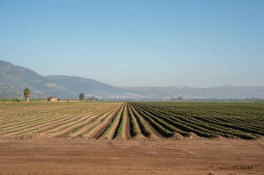 Agmon Hahula 'daki Saha - İsrail' deki Hula Gölü Doğa Koruma Alanı