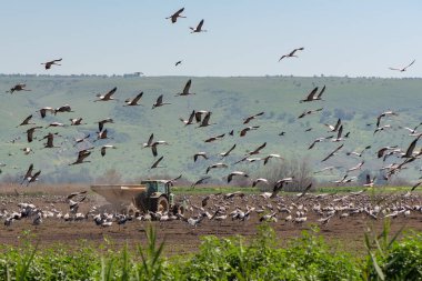 Avrasya Turnaları, traktör ve yük arabasıyla beslenme saatinde. Agmon Hahula - Hula Gölü Doğa Koruma Alanı