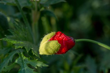 İsrail Kiryat Tivon yakınlarında vahşi doğada yetişen güzel kırmızı gelincikler.