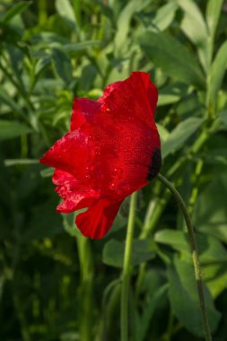 İsrail Kiryat Tivon yakınlarında vahşi doğada yetişen güzel kırmızı gelincikler.