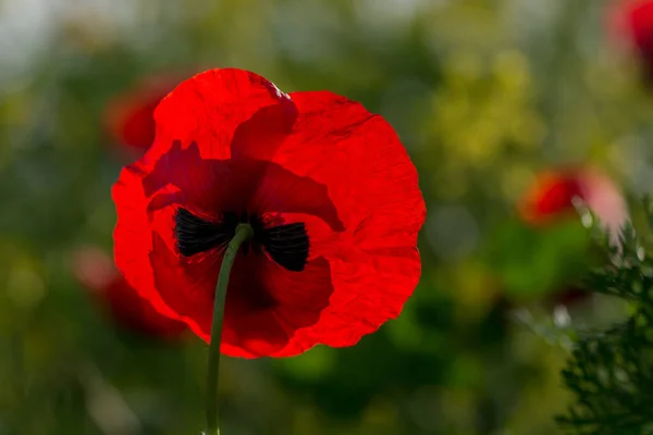 İsrail Kiryat Tivon yakınlarında vahşi doğada yetişen güzel kırmızı gelincikler.