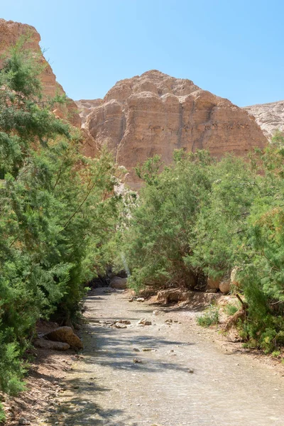 Reserva Natural Del Desierto Judeo Israel — Foto de Stock