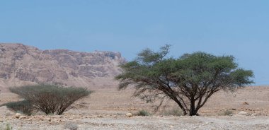 Güney İsrail 'deki Negev Çölü 
