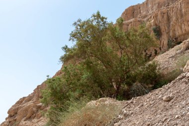 İsrail 'in güneyindeki Ein Gedi Milli Parkı Ölü Deniz' in yanında.