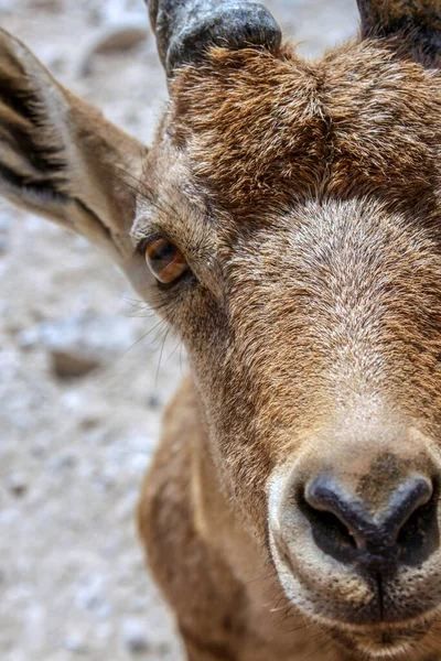 Ibex Parque Nacional Ein Gedi Sul Israel — Fotografia de Stock