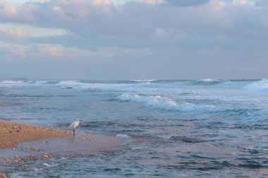 Akdeniz kıyısında beyaz balıkçıl duruyor Hayfa yakınlarında, İsrail Egretta garzetta