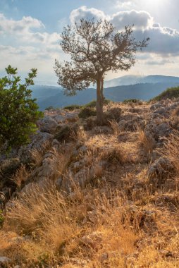 İsrail 'deki Batı Celile manzaralı Yalnız Zeytin Ağacı