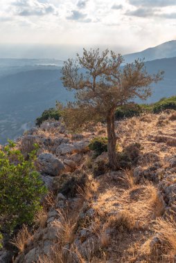 İsrail 'deki Batı Celile manzaralı Yalnız Zeytin Ağacı