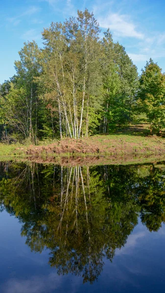 Reflection Pond Stand Birch Trees Summer Day Rural Minnesota Usa — Stock Photo, Image