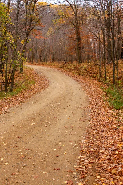 Autumn trees with winding dirt road  foing through Maplewood State Park in Minnesota, USA.