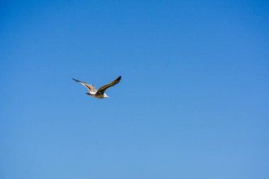 Mavi gökyüzüne karşı uçan martı. Gökyüzünde zarif bir şekilde uçuyor..