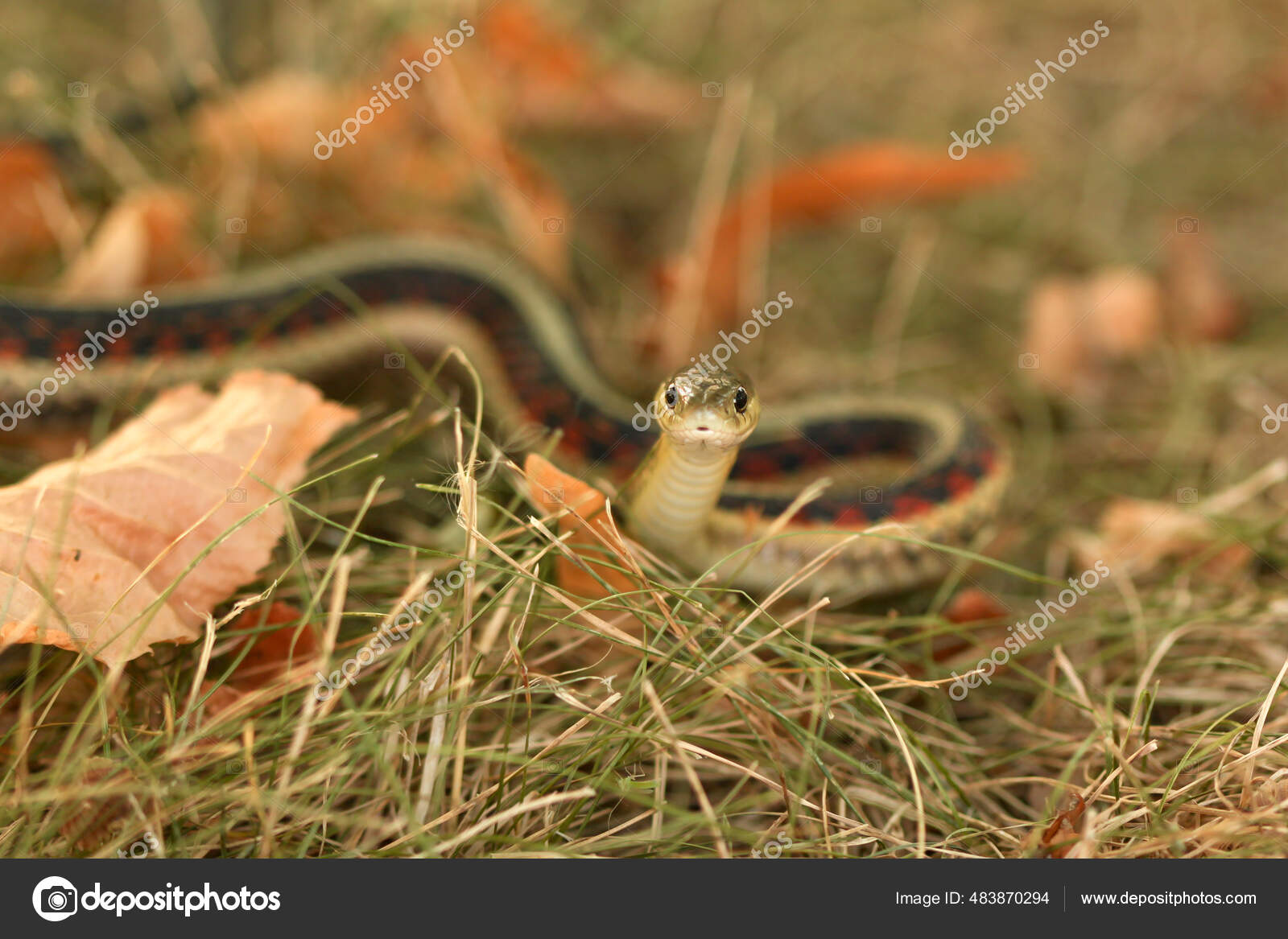 Grass Snake Playing Dead #1 Photograph by M. Watson - Fine Art America