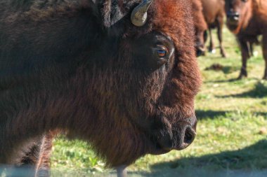 Kuzey Dakota, ABD 'de Kuzey Amerika Bizonu' na yakın.