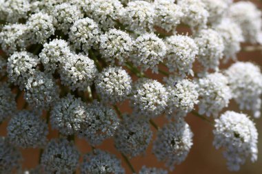 İsrail 'in kırsalında yetişen Kraliçe Anne' in dantelinin kapağını kapatın.