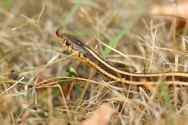 Grass Snake Playing Dead #1 Photograph by M. Watson - Fine Art America