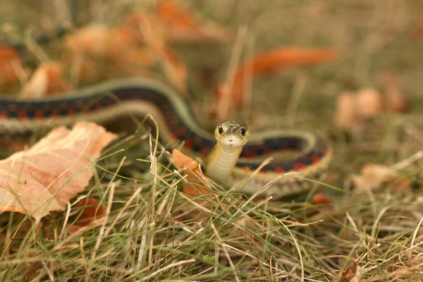 Cobrinha SNAKE by Gabura