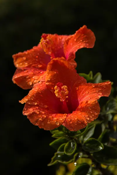 Flor Hibisco Vermelho Com Gotas Chuva Cobrindo Depois Uma Chuva — Fotografia de Stock
