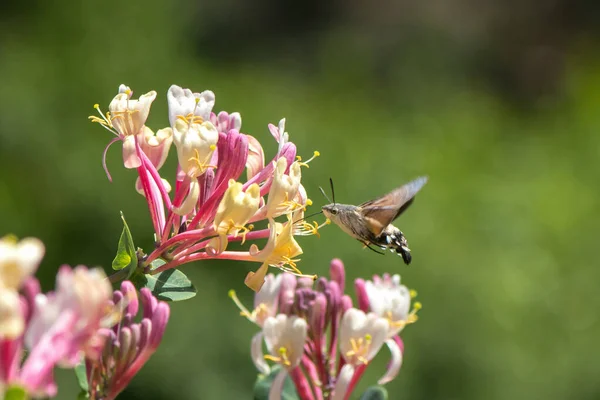 A hummingbird  hawk moth or sphinx moth feeding on the nectar of honeysuckle flowers with green background in Israel.