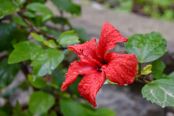 Flor Hibisco Vermelho Com Gotas Chuva Cobrindo Depois Uma Chuva — Fotografia de Stock