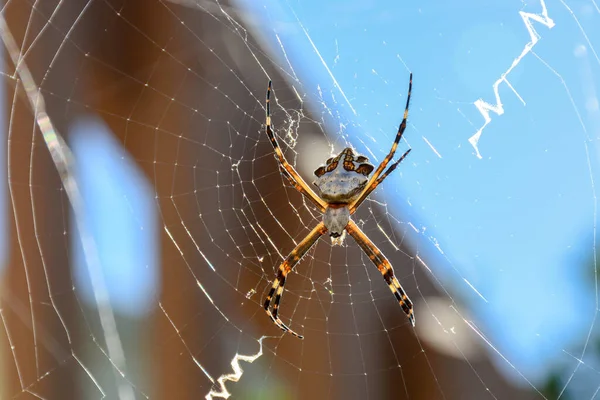 Silver Garden Spider Stříbrný Argiop Argiope Argentata Svém Webu San — Stock fotografie