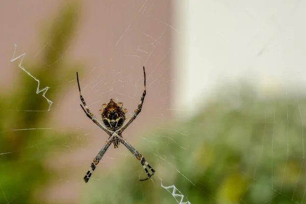 Silver Garden Spider Stříbrný Argiop Argiope Argentata Svém Webu San — Stock fotografie