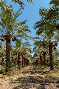 İsrail 'deki Celile Denizi yakınlarında olgunlaşmış hurma ağaçları.