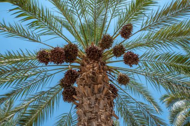 İsrail 'deki Celile Denizi yakınlarında olgunlaşmış hurma ağaçları.
