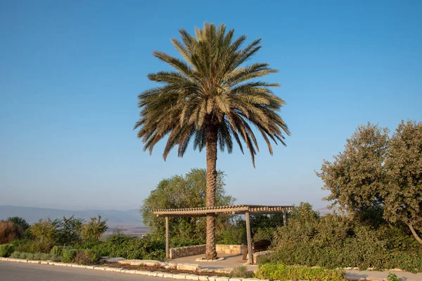 イスラエルのティツィポリ国立公園の日陰のためのシーティングエリアとペルゴラとヤシの木 — ストック写真