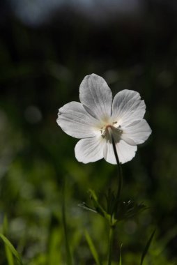 Ormanlık alanlarda ve İsrail 'de açık çayırlarda yetişen güzel vahşi beyaz Anemonlar.